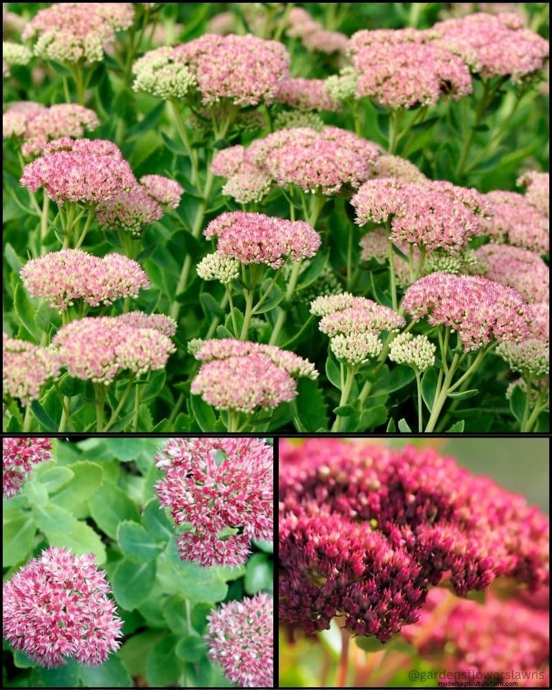 Beste schaduwtolerante planten voor onder bomen | Tuingidsen 