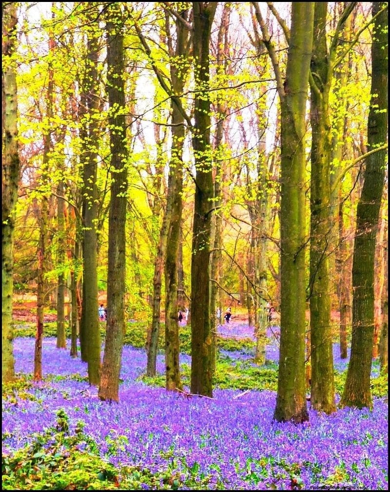 Beste schaduwtolerante planten voor onder bomen | Tuingidsen 