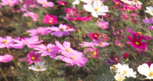 自家播種植物:メンテナンスの手間がかからない庭のための 17 品種 