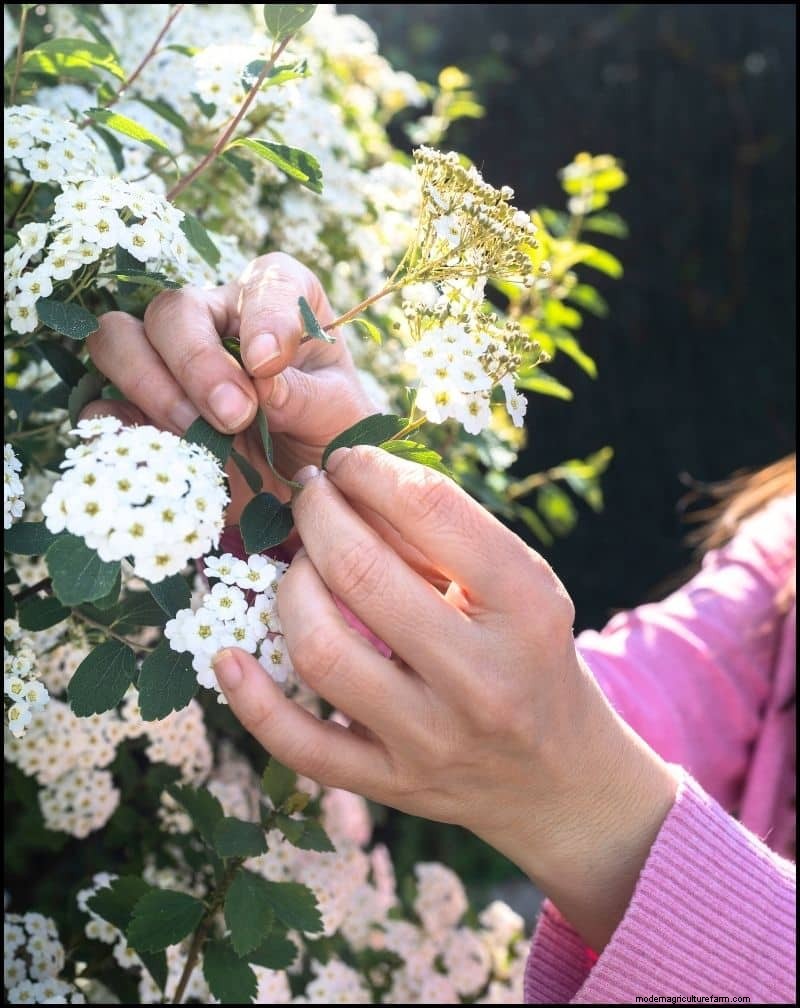 自家播種植物:メンテナンスの手間がかからない庭のための 17 品種 