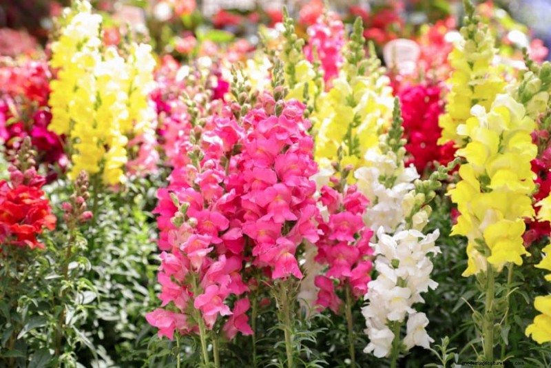 自家播種植物:メンテナンスの手間がかからない庭のための 17 品種 