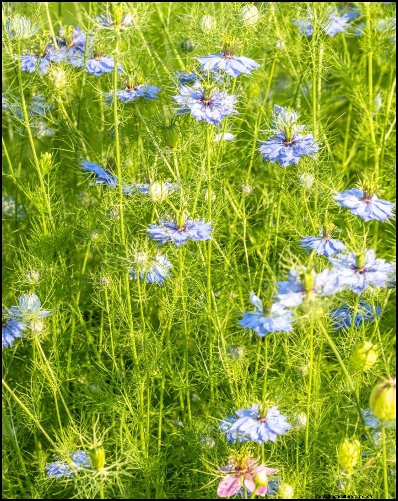自家播種植物:メンテナンスの手間がかからない庭のための 17 品種 