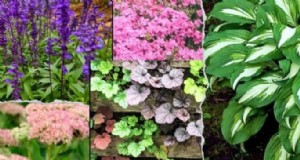 Piante perenni per un giardino rigoglioso:bellezza tutto l anno 