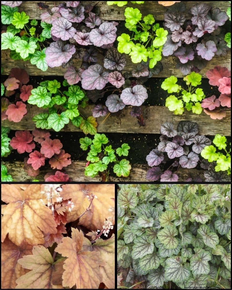 Piante perenni per un giardino rigoglioso:bellezza tutto l anno 
