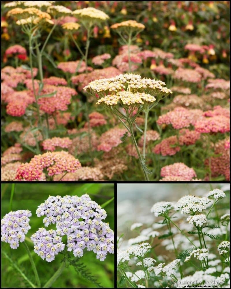 Piante perenni per un giardino rigoglioso:bellezza tutto l anno 