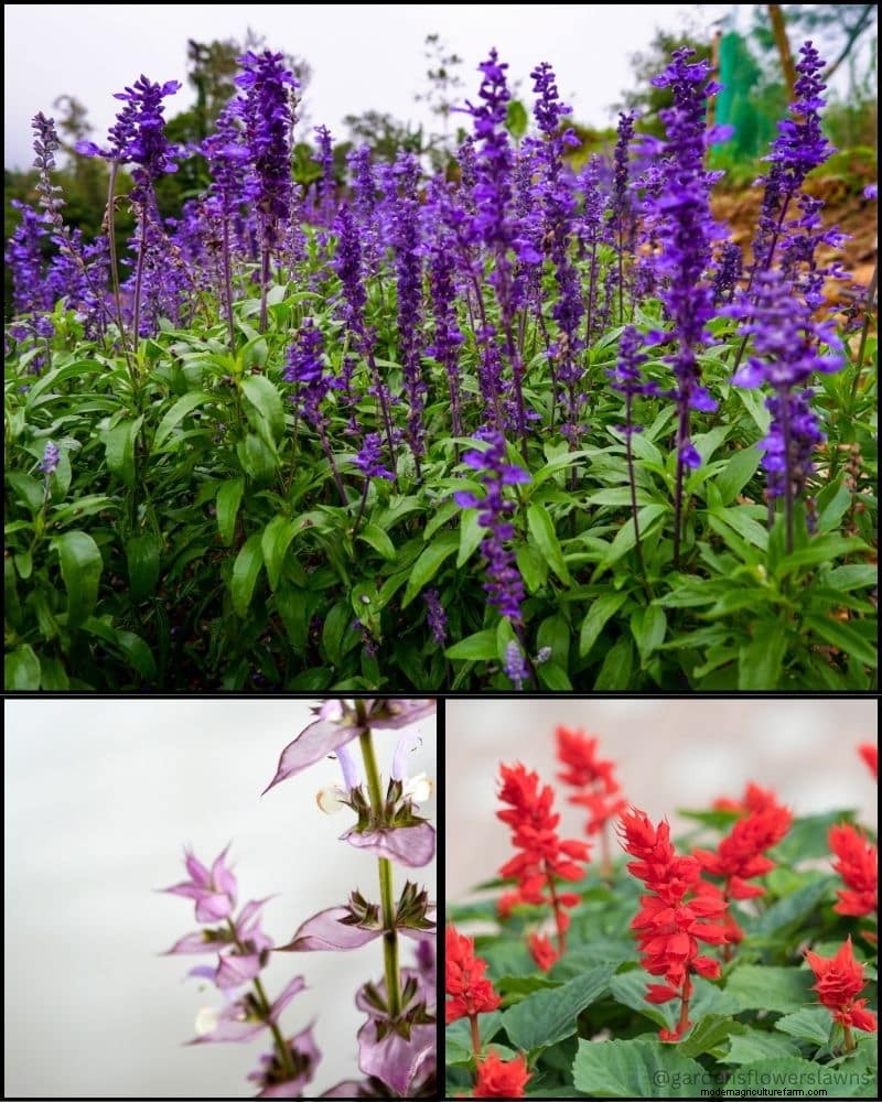 Piante perenni per un giardino rigoglioso:bellezza tutto l anno 
