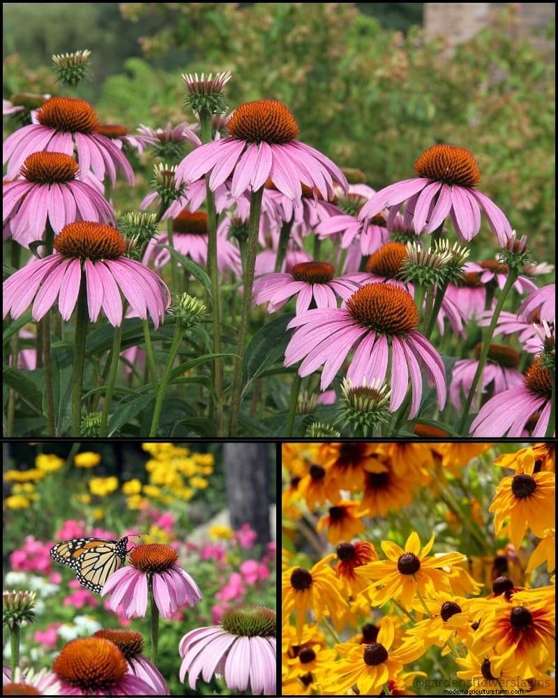 Piante perenni per un giardino rigoglioso:bellezza tutto l anno 