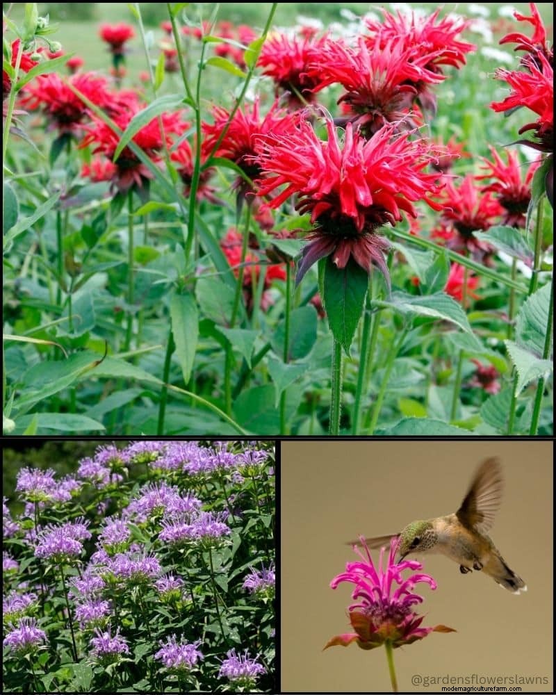 Piante perenni per un giardino rigoglioso:bellezza tutto l anno 