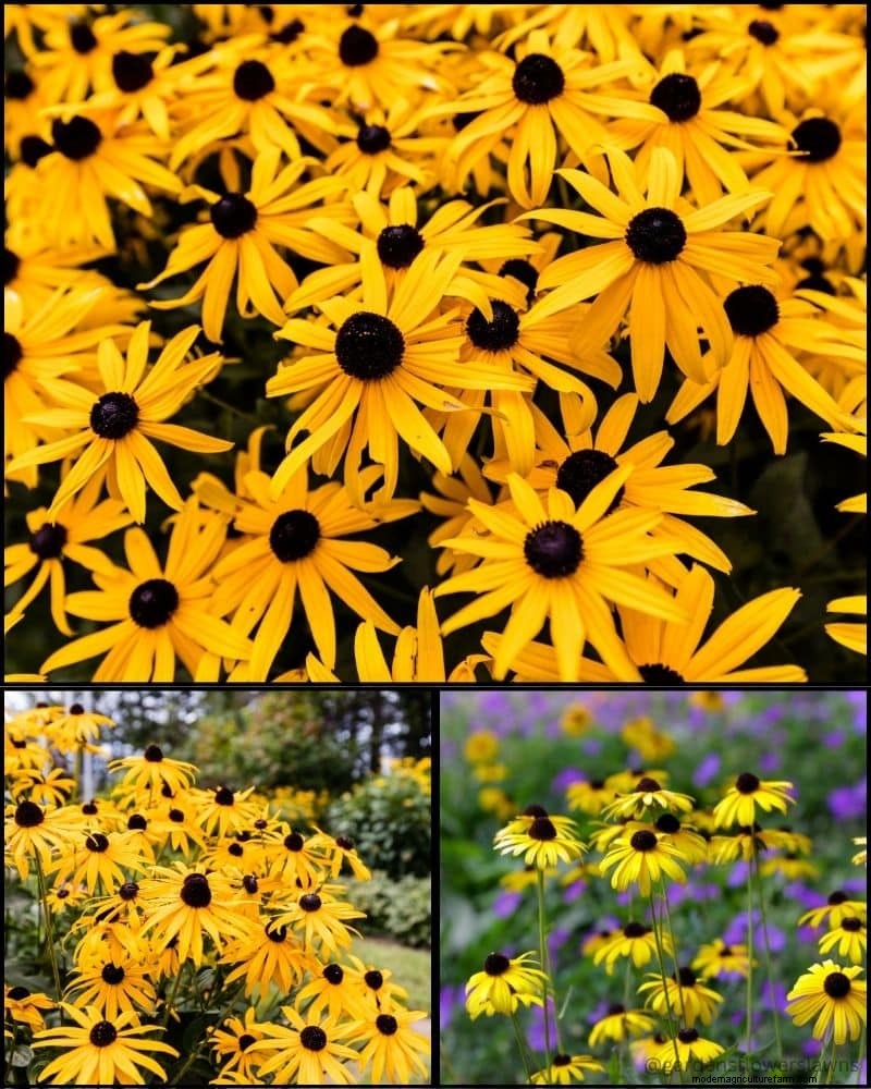 Piante perenni per un giardino rigoglioso:bellezza tutto l anno 