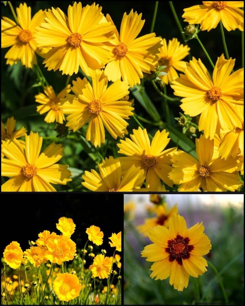 Piante perenni per un giardino rigoglioso:bellezza tutto l anno 