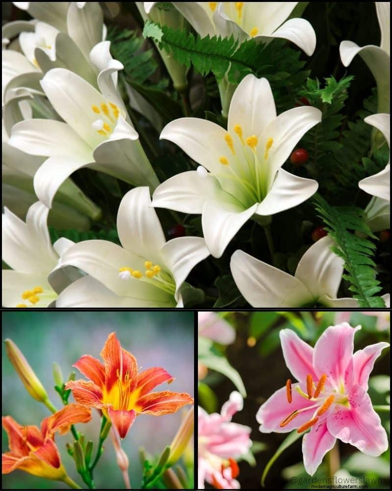 Piante perenni per un giardino rigoglioso:bellezza tutto l anno 