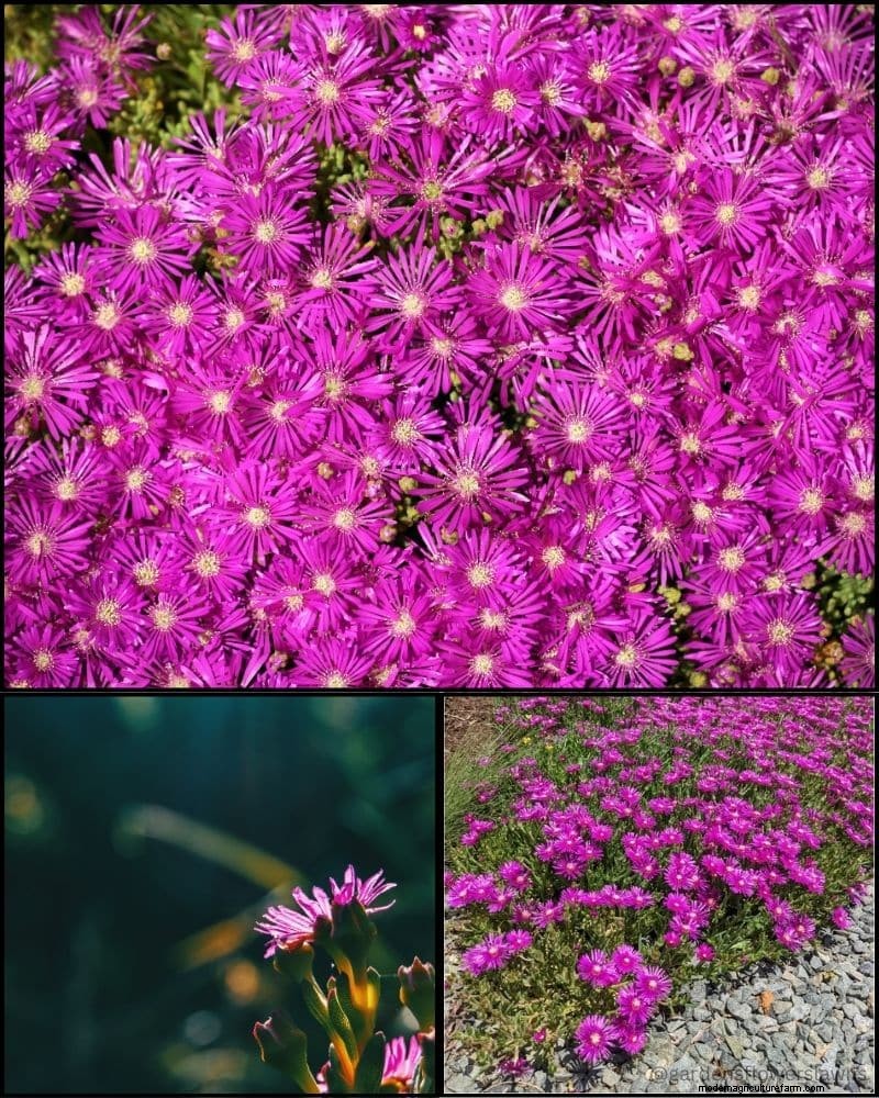 Piante perenni per un giardino rigoglioso:bellezza tutto l anno 