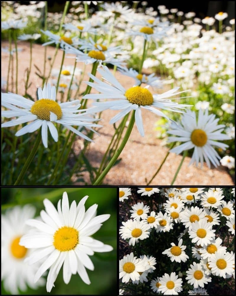 Piante perenni per un giardino rigoglioso:bellezza tutto l anno 