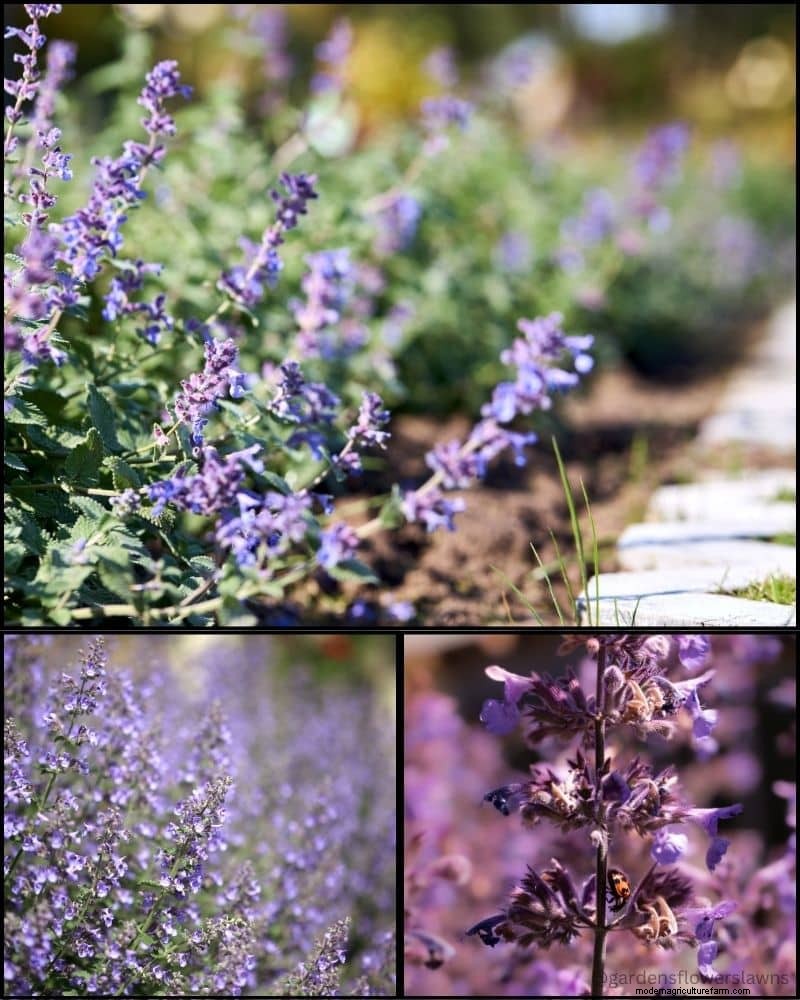 Piante perenni per un giardino rigoglioso:bellezza tutto l anno 