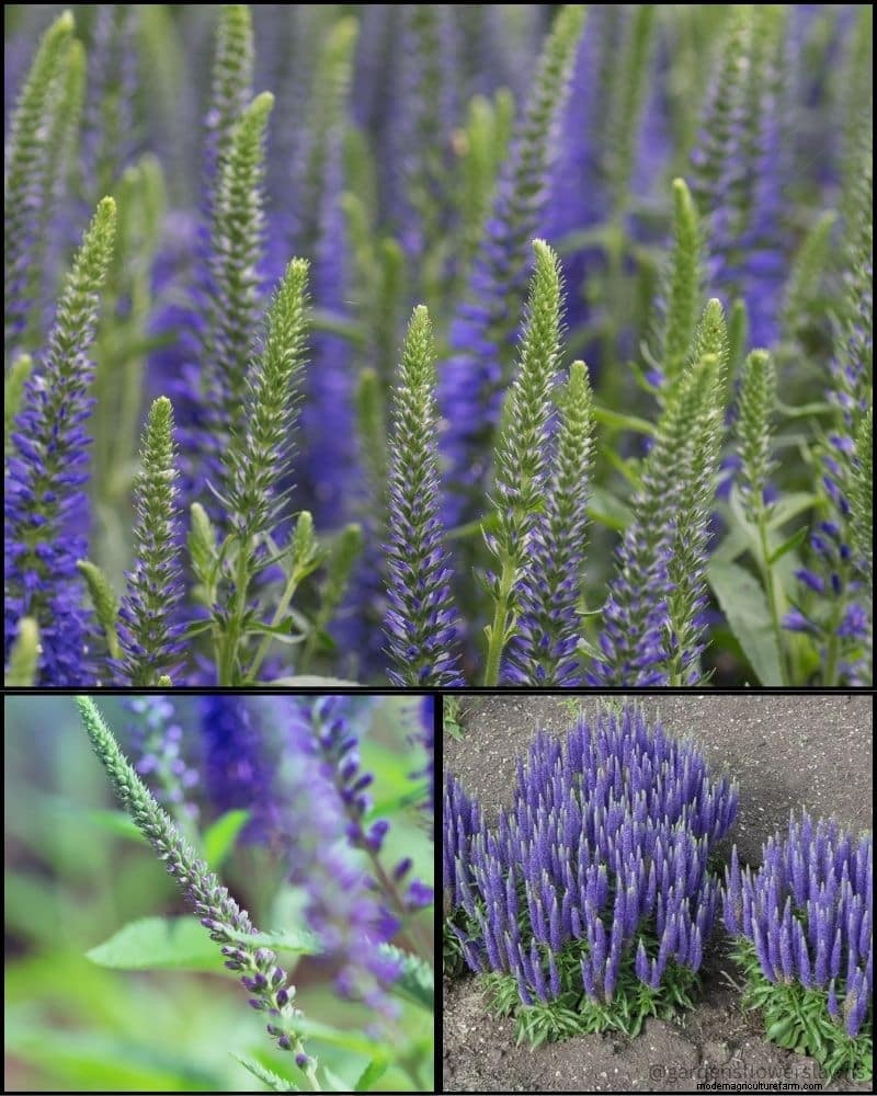 Piante perenni per un giardino rigoglioso:bellezza tutto l anno 