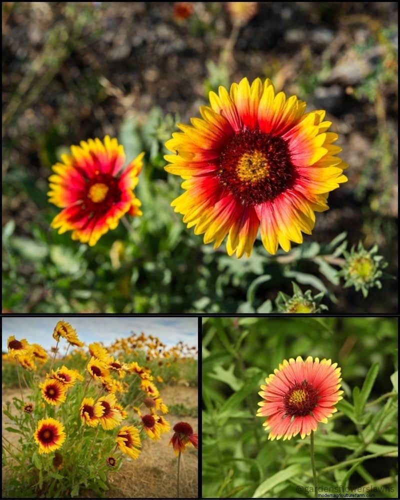 Piante perenni per un giardino rigoglioso:bellezza tutto l anno 