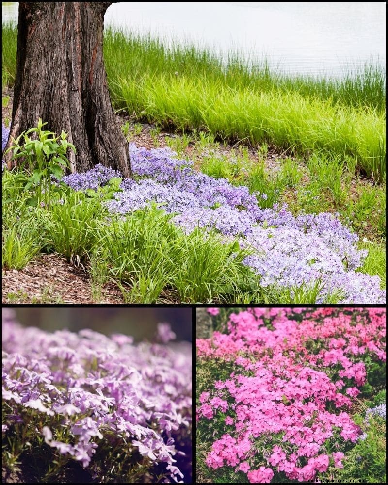 Piante perenni per un giardino rigoglioso:bellezza tutto l anno 