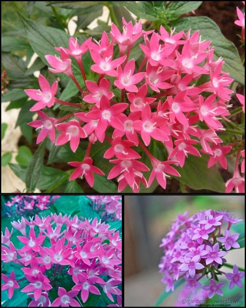 Piante perenni per un giardino rigoglioso:bellezza tutto l anno 