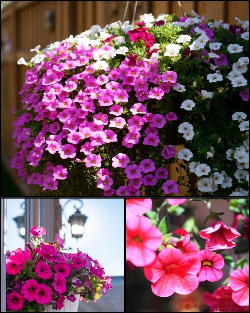 Piante perenni per un giardino rigoglioso:bellezza tutto l anno 