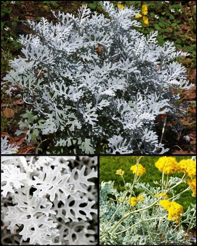 Piante perenni per un giardino rigoglioso:bellezza tutto l anno 