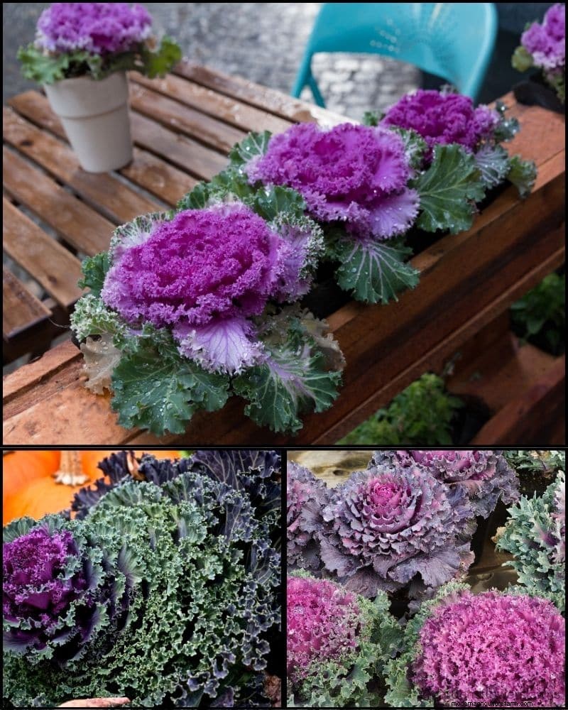 Piante perenni per un giardino rigoglioso:bellezza tutto l anno 
