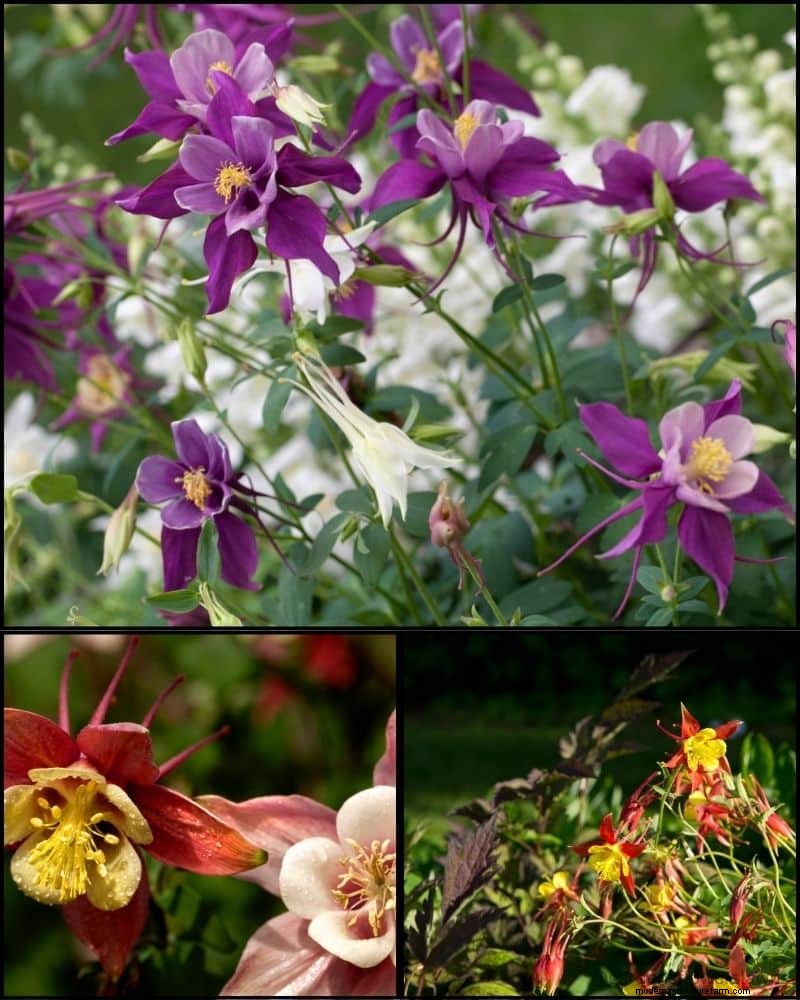 Piante perenni per un giardino rigoglioso:bellezza tutto l anno 