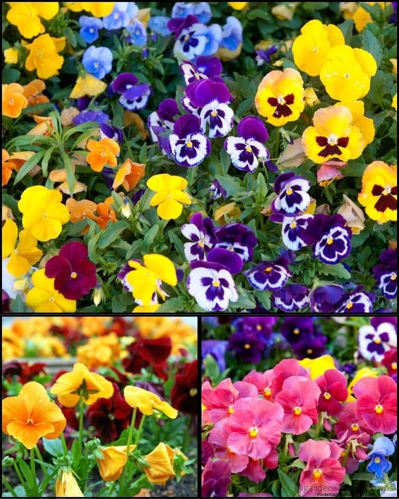 Piante perenni per un giardino rigoglioso:bellezza tutto l anno 