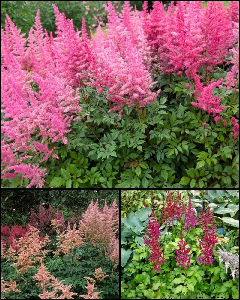 Piante perenni per un giardino rigoglioso:bellezza tutto l anno 