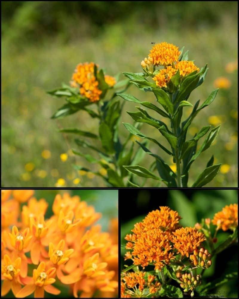 Piante perenni per un giardino rigoglioso:bellezza tutto l anno 