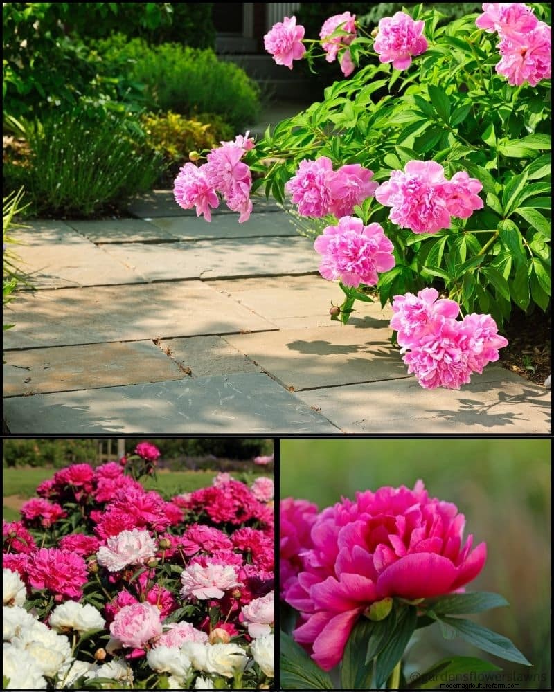 Piante perenni per un giardino rigoglioso:bellezza tutto l anno 