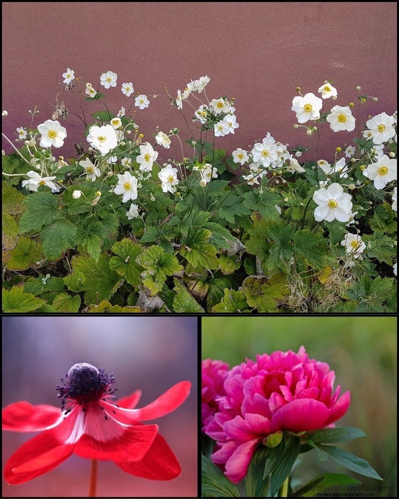 Piante perenni per un giardino rigoglioso:bellezza tutto l anno 