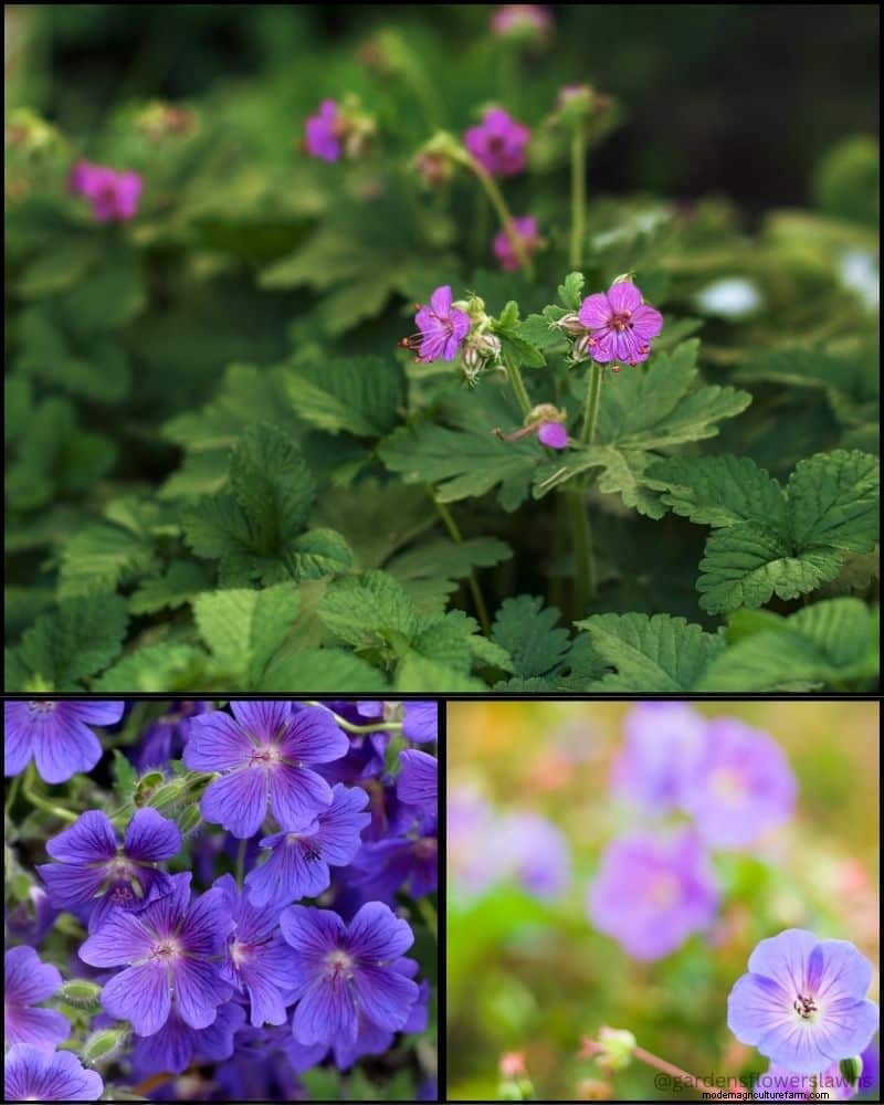Piante perenni per un giardino rigoglioso:bellezza tutto l anno 