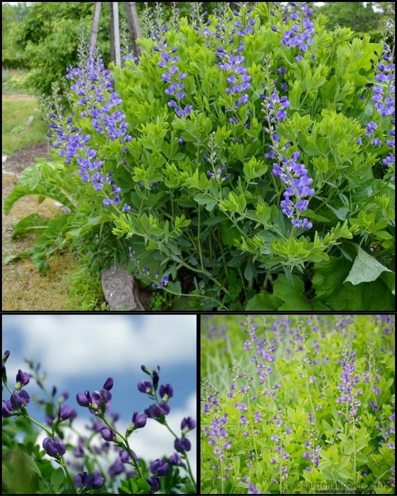 Piante perenni per un giardino rigoglioso:bellezza tutto l anno 