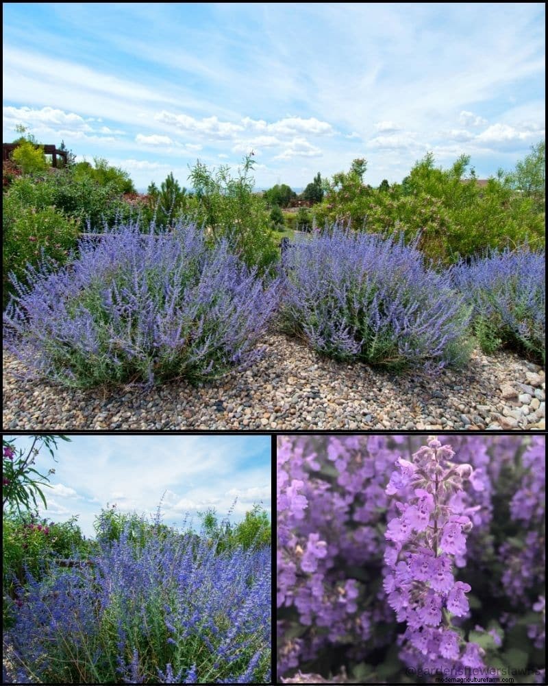 Piante perenni per un giardino rigoglioso:bellezza tutto l anno 