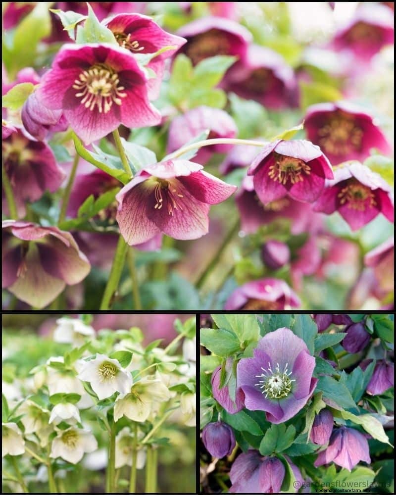 Piante perenni per un giardino rigoglioso:bellezza tutto l anno 