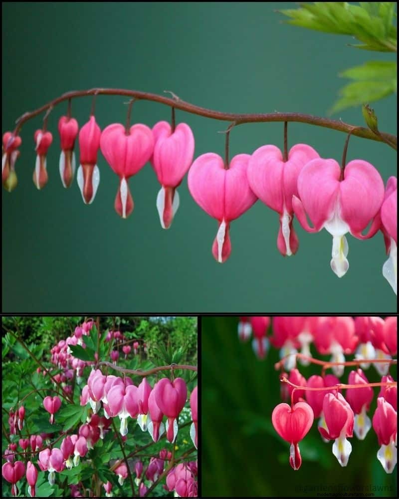 Piante perenni per un giardino rigoglioso:bellezza tutto l anno 