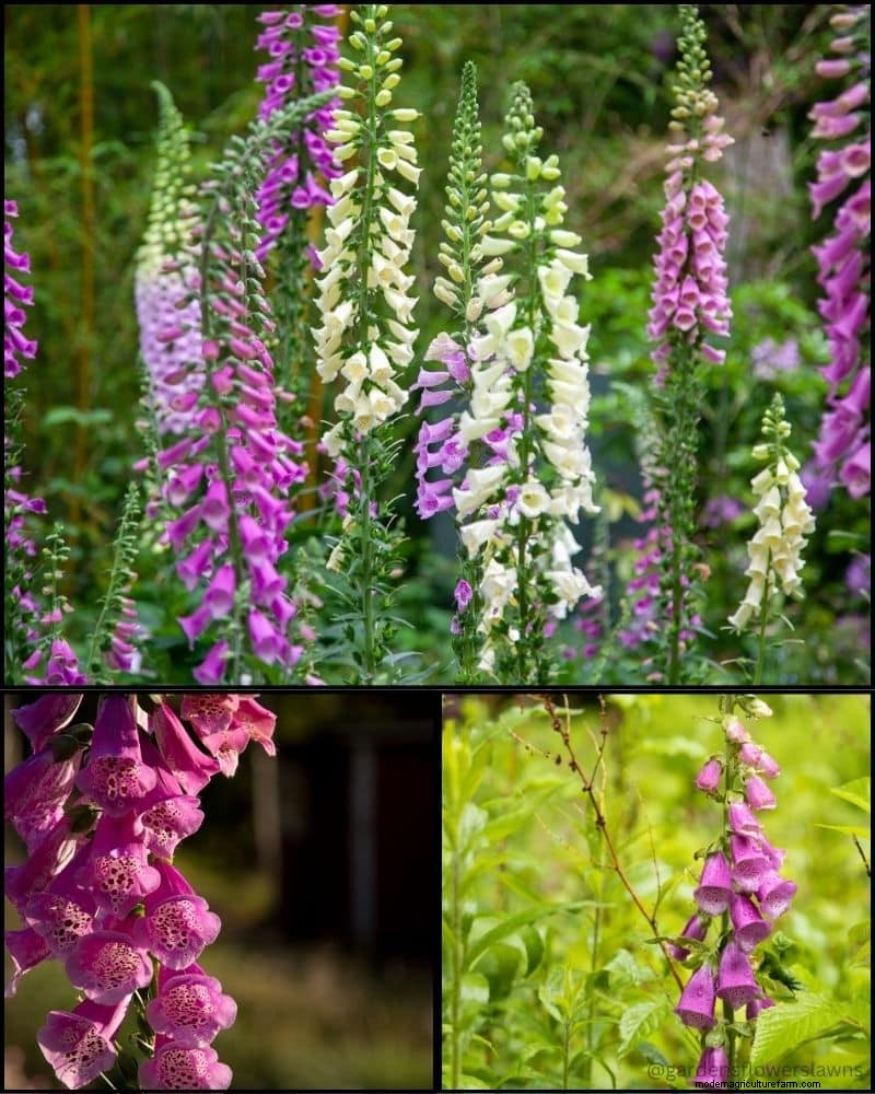 Piante perenni per un giardino rigoglioso:bellezza tutto l anno 