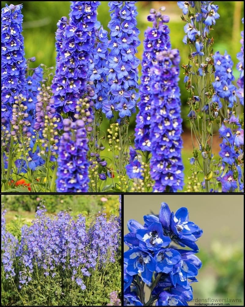 Piante perenni per un giardino rigoglioso:bellezza tutto l anno 