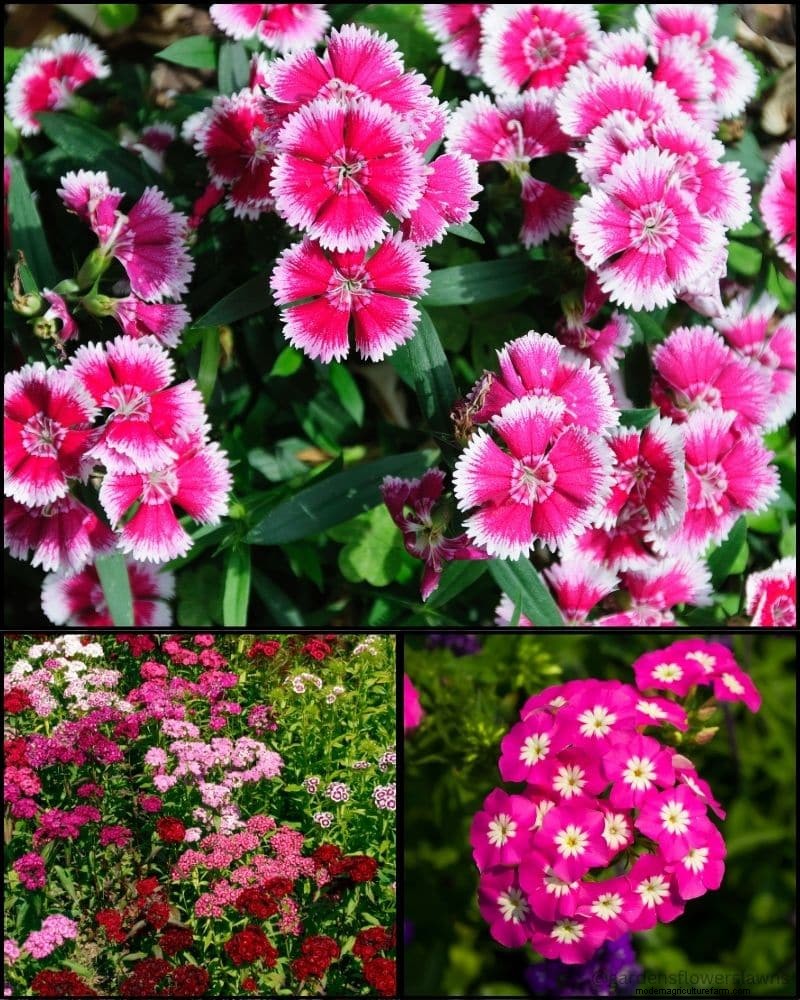 Piante perenni per un giardino rigoglioso:bellezza tutto l anno 
