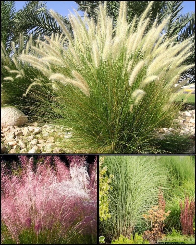 Piante perenni per un giardino rigoglioso:bellezza tutto l anno 