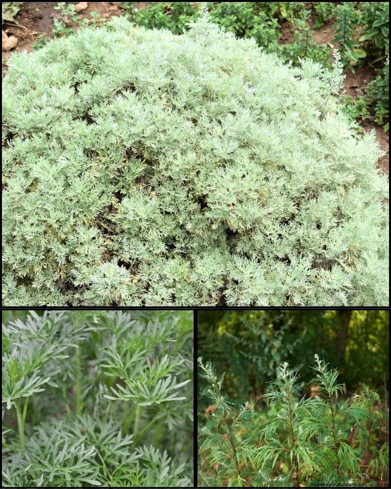Piante perenni per un giardino rigoglioso:bellezza tutto l anno 