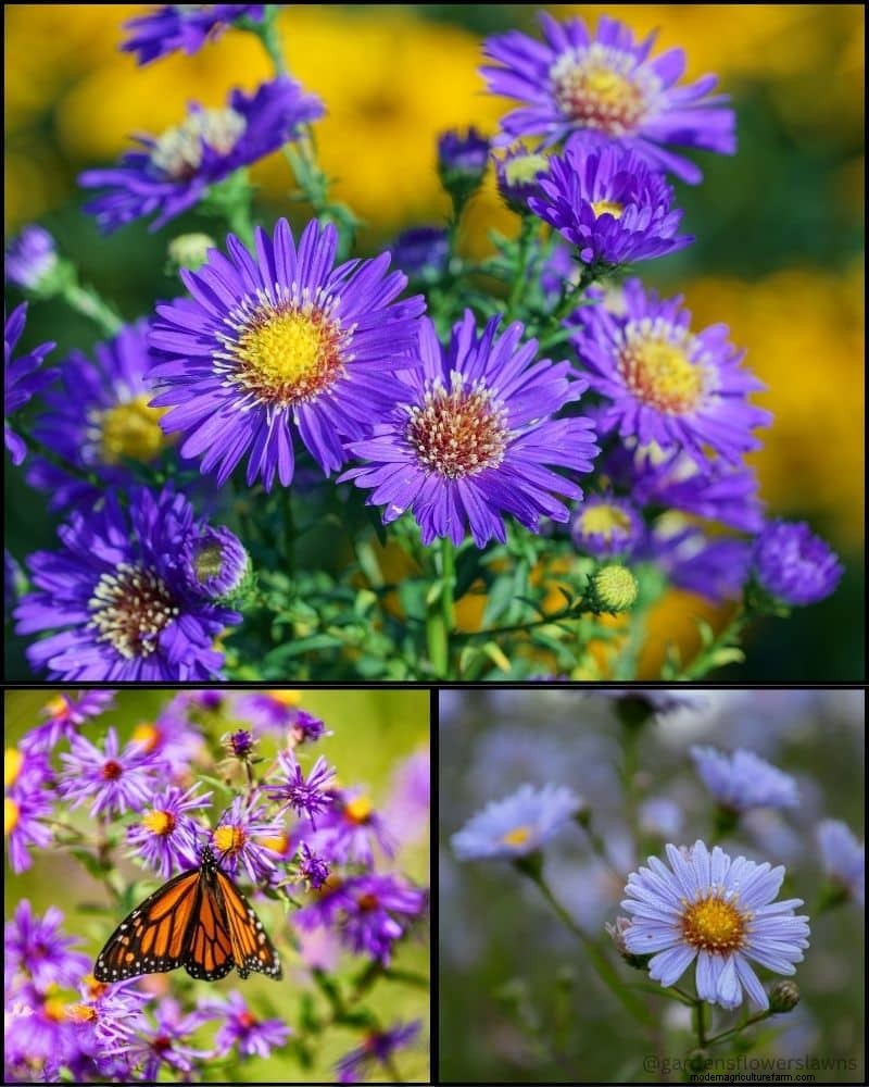 Piante perenni per un giardino rigoglioso:bellezza tutto l anno 