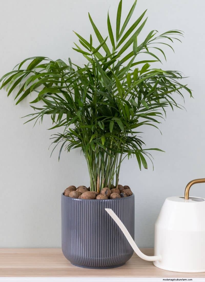 手入れが簡単な観葉植物:初心者向けのメンテナンスの手間がかからないグリーンオプション 31 選 