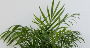 Onderhoudsvriendelijke kamerplanten:31 onderhoudsarme groene opties voor beginners 