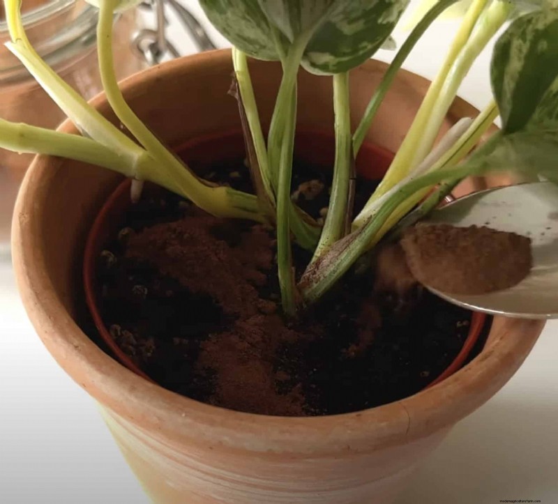 17 professionelle Gartentipps für eine reiche Ernte 