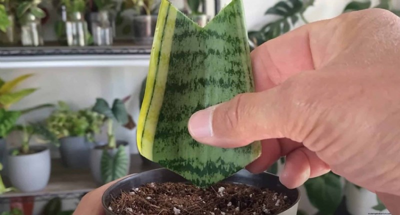 Propagare le piante di serpente:3 metodi semplici per nuove piante 