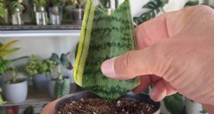 Verspreid slangenplanten:3 eenvoudige methoden voor nieuwe planten 