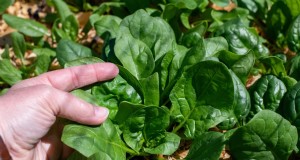 Coltivare gli spinaci con successo:evitare la proliferazione e i parassiti - Consigli degli esperti 