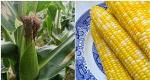 Kweek perfecte suikermaïs:4 deskundige planttips voor een overvloedige oogst 