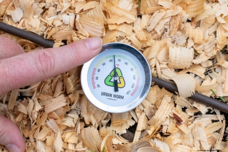 Kweek perfecte suikermaïs:4 deskundige planttips voor een overvloedige oogst 